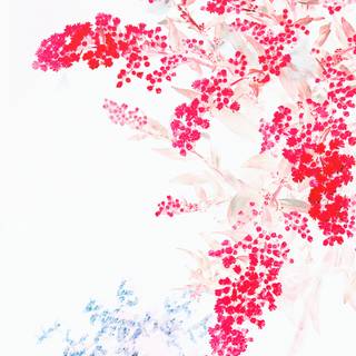 White and red 4k wallpaper