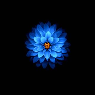 Amoled 4k laptop wallpaper