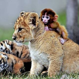 Cute wildlife wallpaper