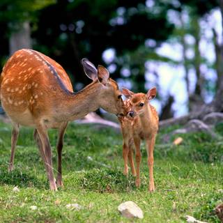 Cute wildlife wallpaper