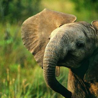 Cute wildlife wallpaper