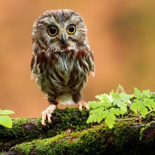 Cute wildlife wallpaper