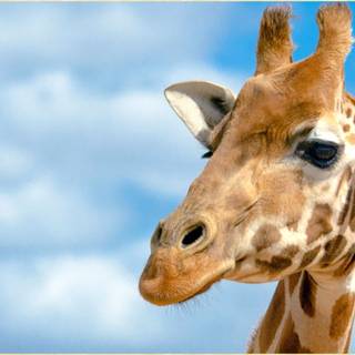 Cute wildlife wallpaper