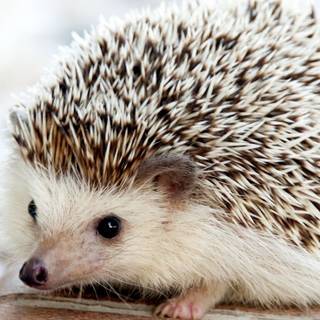 Cute wildlife wallpaper