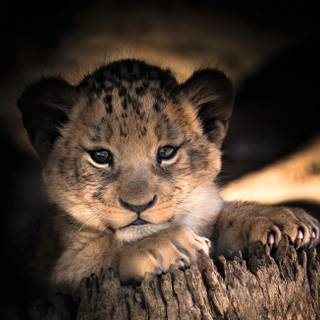 Cute wildlife wallpaper