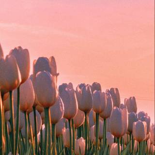 Tulip aesthetic wallpaper