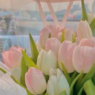 Tulip aesthetic wallpaper