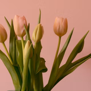 Tulip aesthetic wallpaper