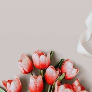 Tulip aesthetic wallpaper