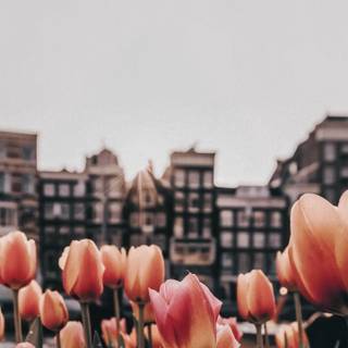 Tulip aesthetic wallpaper