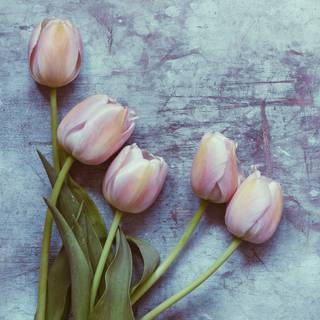 Tulip aesthetic wallpaper