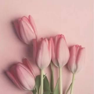 Tulip aesthetic wallpaper