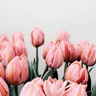Tulip aesthetic wallpaper