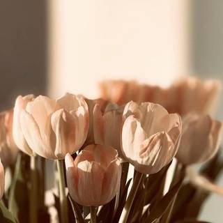 Tulip aesthetic wallpaper
