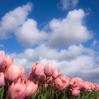 Tulip aesthetic wallpaper