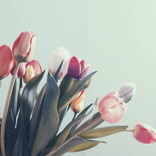 Tulip aesthetic wallpaper