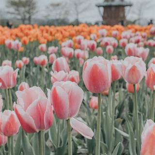 Tulip aesthetic wallpaper