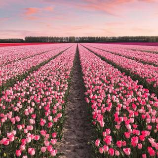 Tulip aesthetic wallpaper