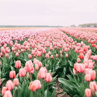Tulip aesthetic wallpaper