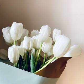 Tulip aesthetic wallpaper