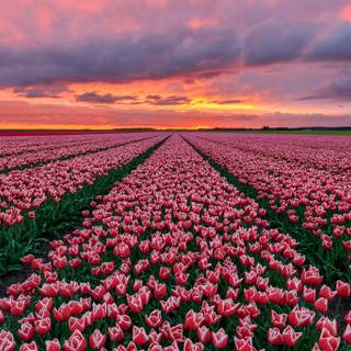 Tulip aesthetic wallpaper