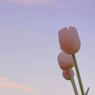 Tulip aesthetic wallpaper