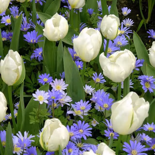 Tulip aesthetic wallpaper