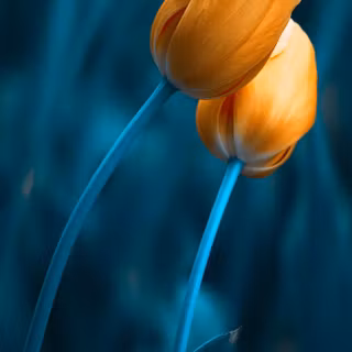 Tulip aesthetic wallpaper