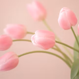 Tulip aesthetic wallpaper