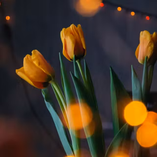 Tulip aesthetic wallpaper