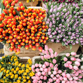 Tulip aesthetic wallpaper