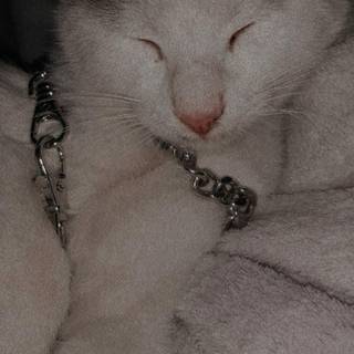 Cat drip wallpaper
