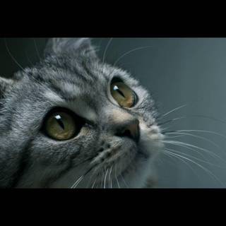 Cat drip wallpaper