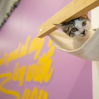 Cat drip wallpaper