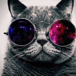 Cat drip wallpaper