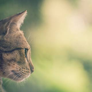 Cat drip wallpaper