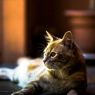 Cat drip wallpaper