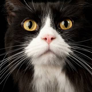 Cat drip wallpaper