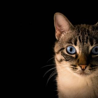 Cat drip wallpaper