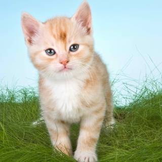 Cat drip wallpaper
