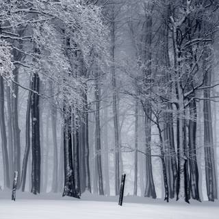 Winter 8k wallpaper