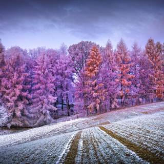 Winter 8k wallpaper
