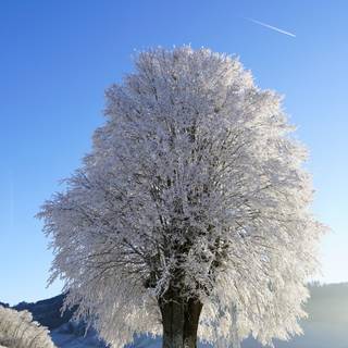 Winter 8k wallpaper