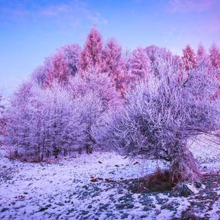 Winter 8k wallpaper