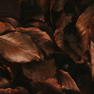 Brown aesthetic 4k wallpaper