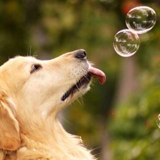 Summer bubbles wallpaper