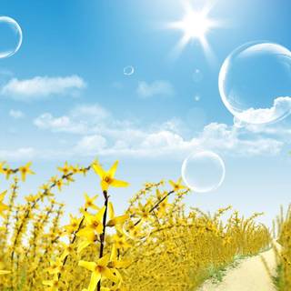 Summer bubbles wallpaper