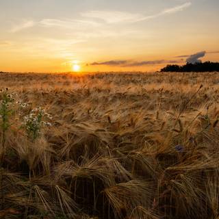 Summer sunset 4k wallpaper