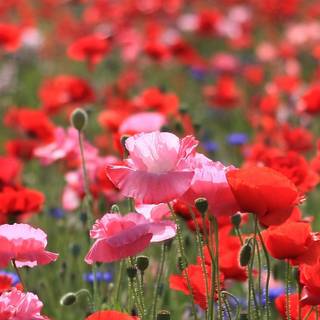 iPhone summer nature wallpaper