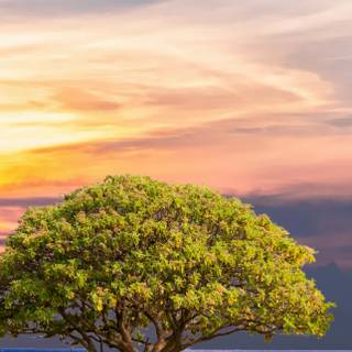 iPhone summer nature wallpaper